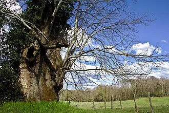 Saint-Sulpice-les-Feuilles (Haute-Vienne)